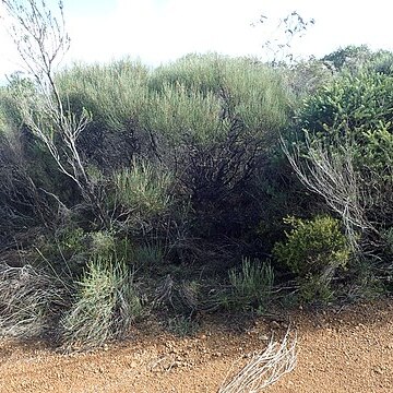 Hakea bicornata unspecified picture