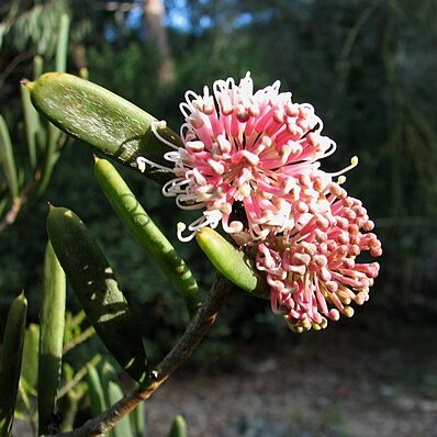 Hakea clavata unspecified picture