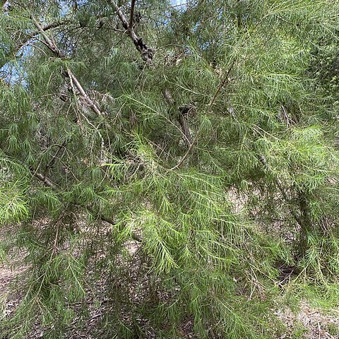 Hakea constablei unspecified picture