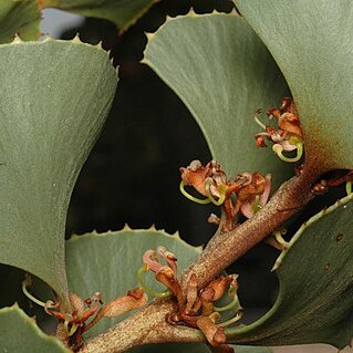 Hakea brownii unspecified picture