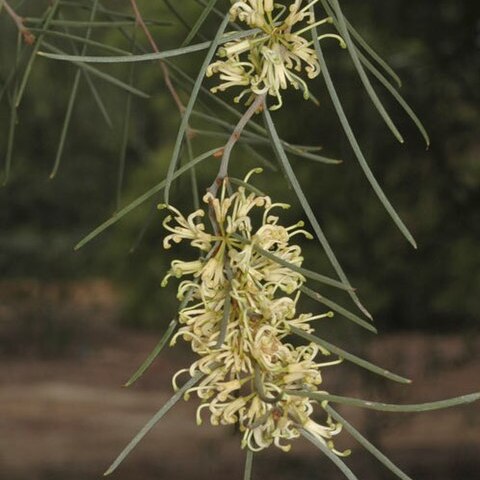 Hakea vittata unspecified picture