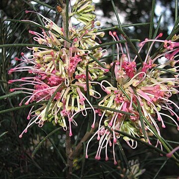 Hakea verrucosa unspecified picture