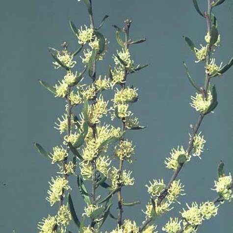 Hakea falcata unspecified picture