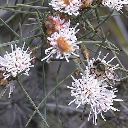 Hakea gilbertii unspecified picture