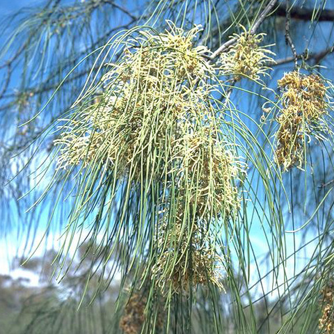 Hakea fraseri unspecified picture