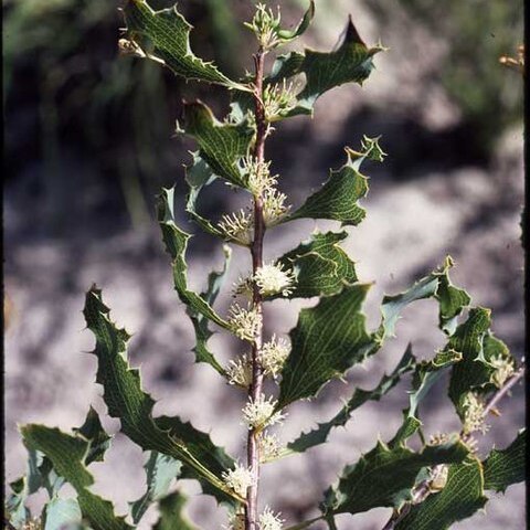 Hakea neurophylla unspecified picture