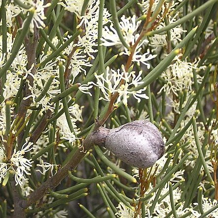 Hakea newbeyana unspecified picture