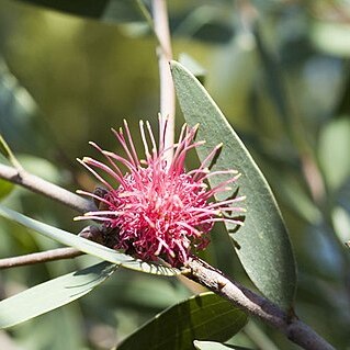 Hakea obtusa unspecified picture