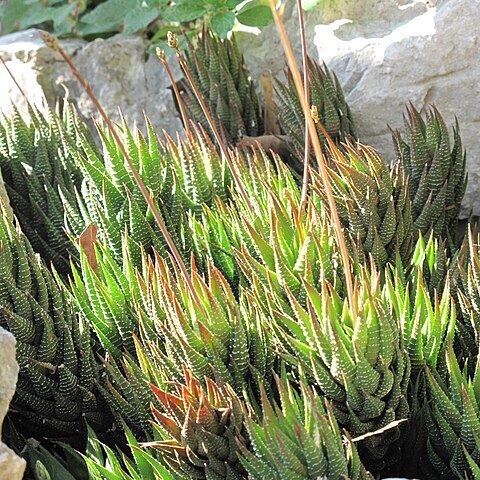 Haworthia fasciata unspecified picture