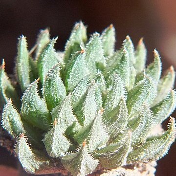 Haworthia pubescens unspecified picture