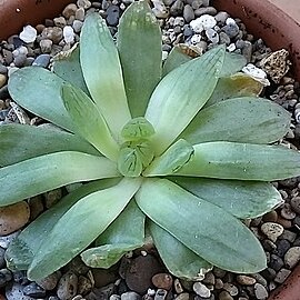 Haworthia transiens unspecified picture