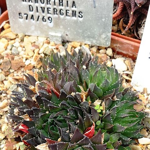 Haworthia monticola unspecified picture