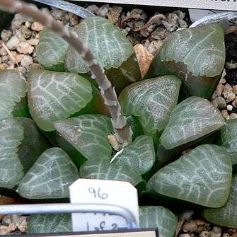 Haworthia emelyae unspecified picture