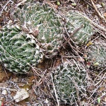 Haworthia decipiens unspecified picture