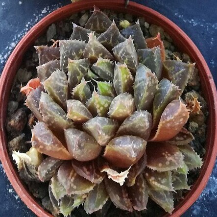 Haworthia mirabilis var. mirabilis unspecified picture