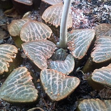 Haworthiopsis bruynsii unspecified picture