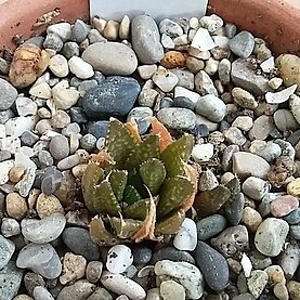 Haworthia variegata var. modesta unspecified picture