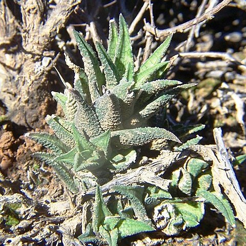 Haworthiopsis granulata unspecified picture