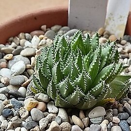 Haworthia vlokii unspecified picture