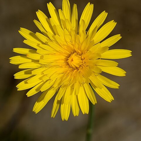 Hieracium lachenalii unspecified picture