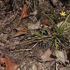 Hypoxis pratensis unspecified picture