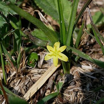 Hypoxis aurea unspecified picture