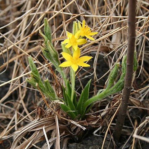 Hypoxis angustifolia unspecified picture