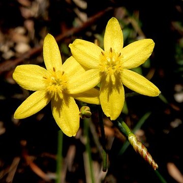 Hypoxis hygrometrica unspecified picture