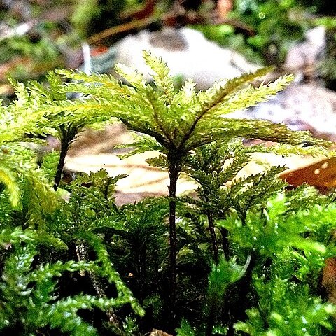 Hypnodendraceae unspecified picture