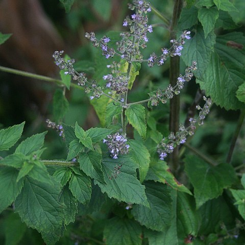 Cantinoa mutabilis unspecified picture