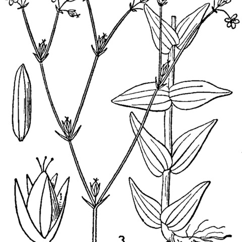 Hypericum gymnanthum unspecified picture