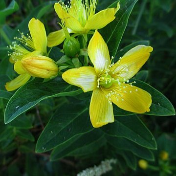 Hypericum foliosum unspecified picture