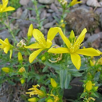 Hypericum orientale unspecified picture