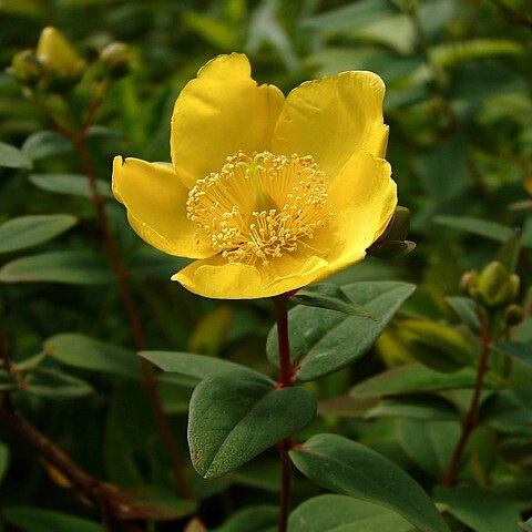 Hypericum oblongifolium unspecified picture