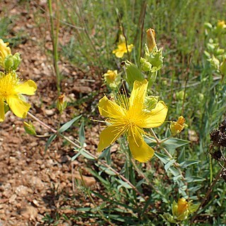 Hypericum aucheri unspecified picture