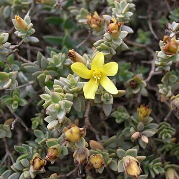 Hypericum aegypticum subsp. webbii unspecified picture