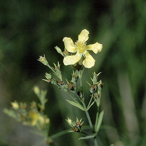 Hypericum denticulatum unspecified picture