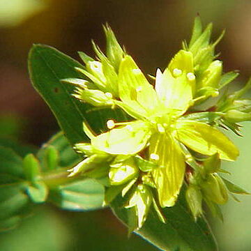 Hypericum elegans unspecified picture