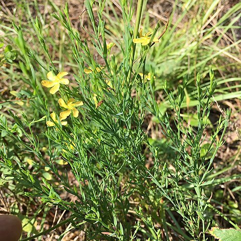 Hypericum drummondii unspecified picture