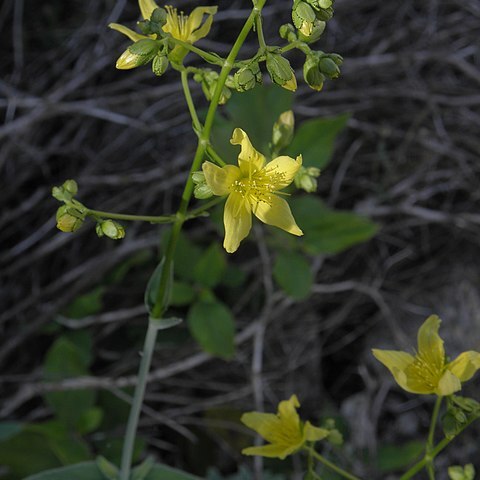 Hypericum lanuginosum unspecified picture