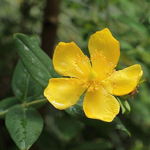 Hypericum lancasteri unspecified picture