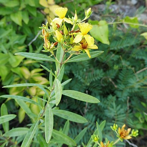 Hypericum lobocarpum unspecified picture