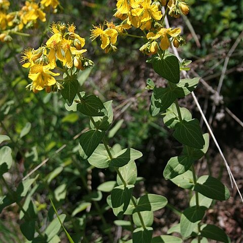 Hypericum montbretii unspecified picture