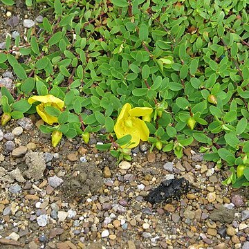 Hypericum reptans unspecified picture