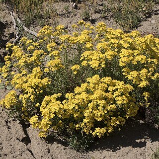 Hypericum scabrum unspecified picture