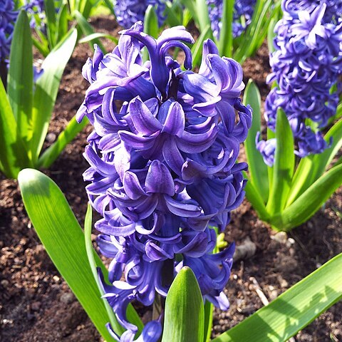 Hyacinthus unspecified picture