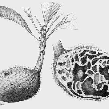 Hydnophytum unspecified picture