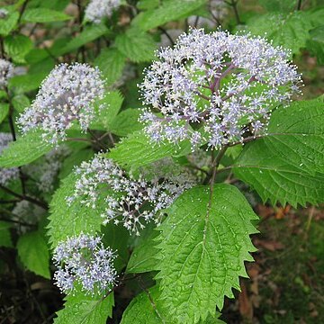 Hydrangea hirta unspecified picture