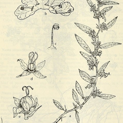 Hydrolea uniflora unspecified picture