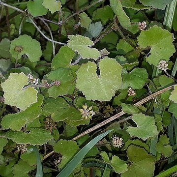 Hydrocotyle novae-zeelandiae unspecified picture